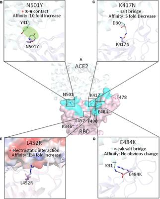 SARS-CoV-2 Variants of Concern and Variants of Interest Receptor Binding Domain Mutations and Virus Infectivity